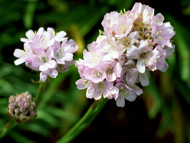 Армерия альпийская / Armeria alpina