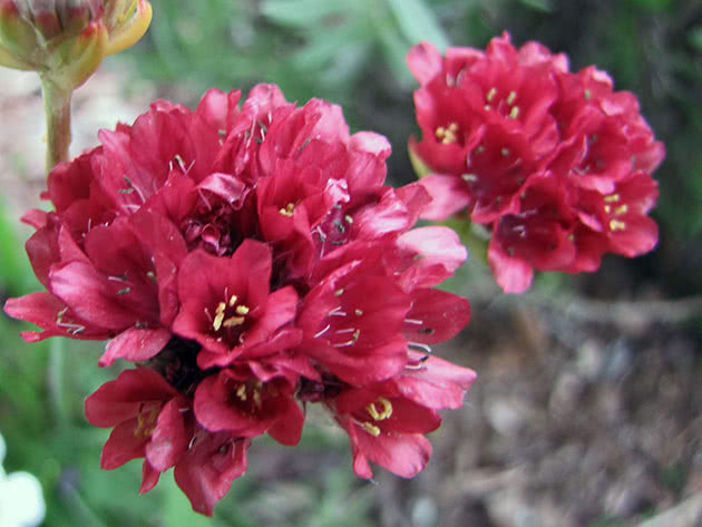 Псевдоармерия, или армерия красивая / Armeria pseudarmeria