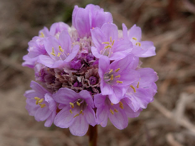 Армерия приморская / Armeria maritima