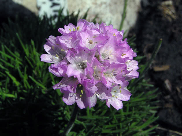 Армерия дернистая, или армерия можжевеловолистная / Armeria juniperifolia = Armeria cespitosa