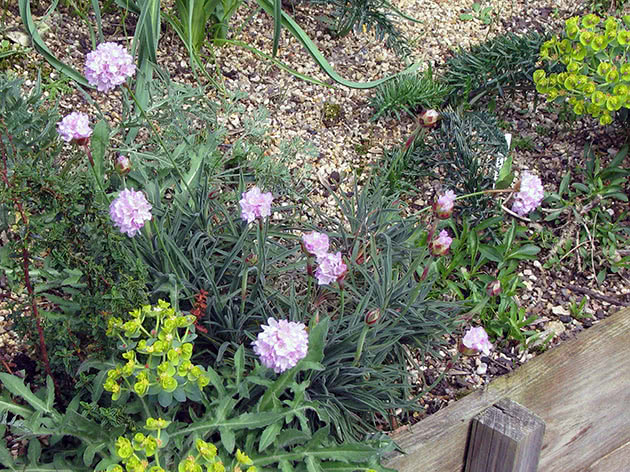 Армерия Вельвича / Armeria welwitschii