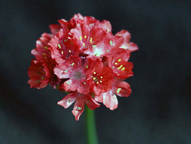 Армерия обыкновенная, садовая / Armeria vulgaris