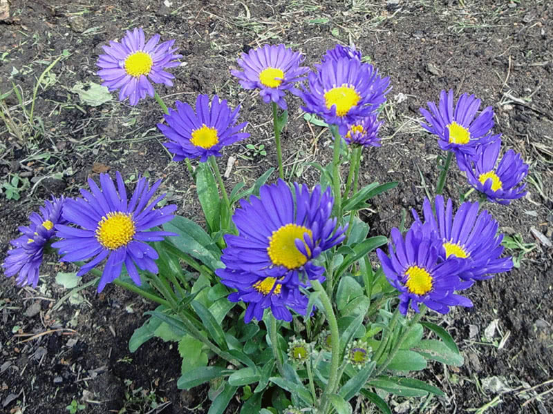 Астра альпийская (Aster alpinus)