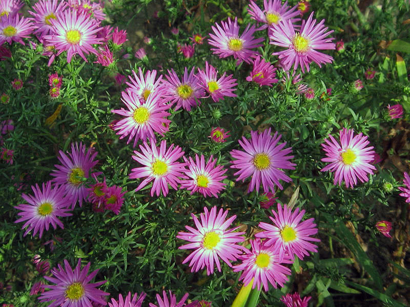 Астра альпийская (Aster alpinus)