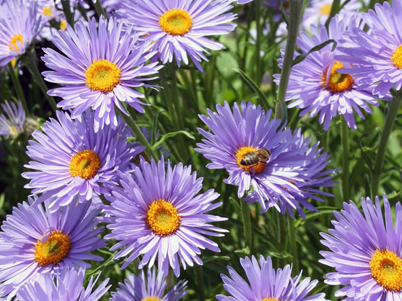 Астра альпийская (Aster alpinus)