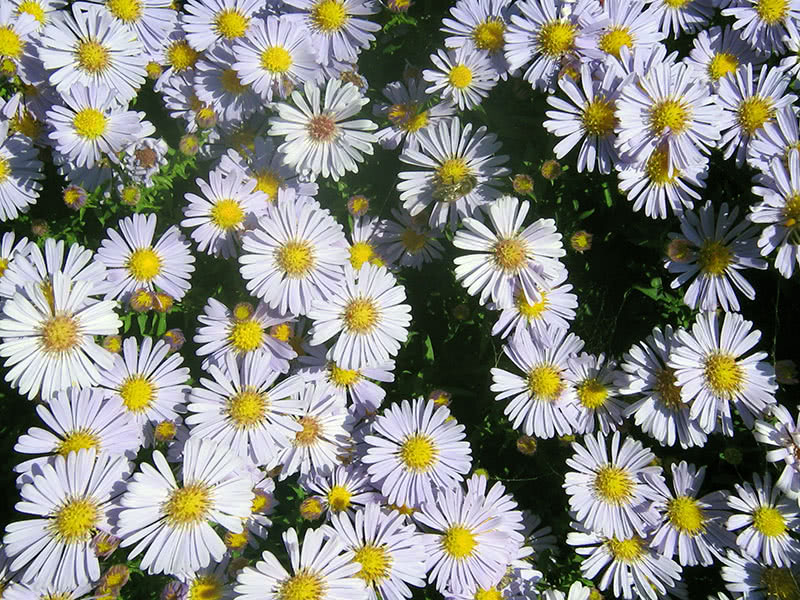 Астра итальянская или ромашковая (Aster amellus)