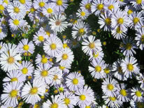 Italian aster or European Michaelmas-daisy (Aster amellus)