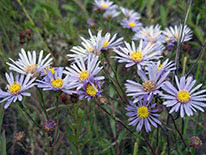 Italian aster or European Michaelmas-daisy (Aster amellus)