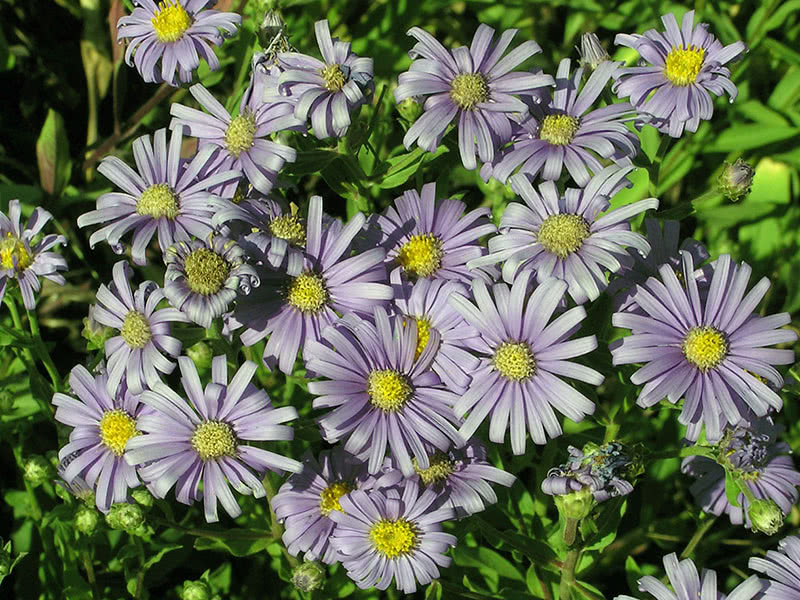 Астра итальянская или ромашковая (Aster amellus)