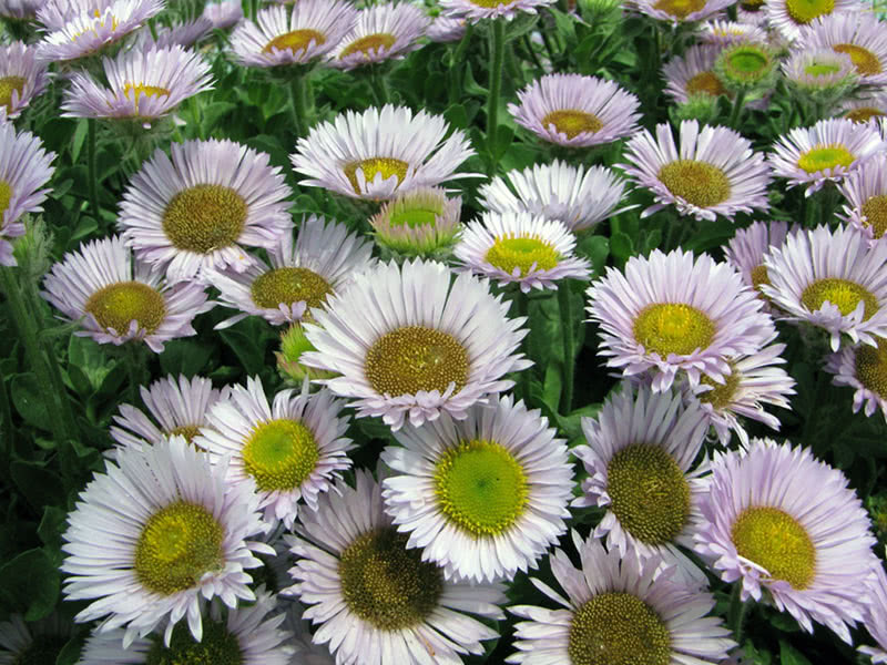 Астра кустарниковая  (Aster dumosus)
