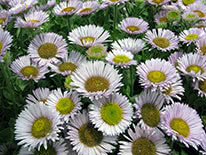 Bushy aster  (Aster dumosus)