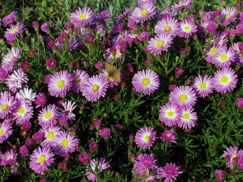 Астра кустарниковая (Aster dumosus)