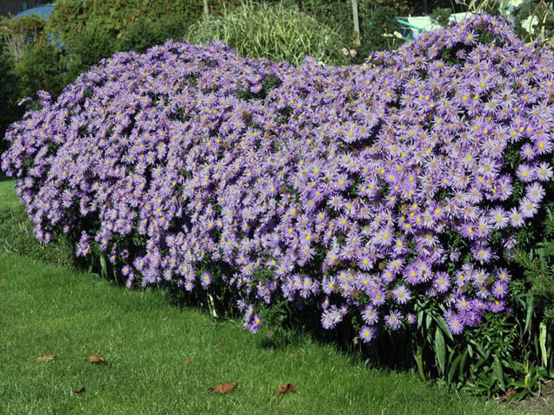 Астра кустарниковая (Aster dumosus)