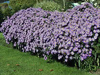 Bushy aster (Aster dumosus)