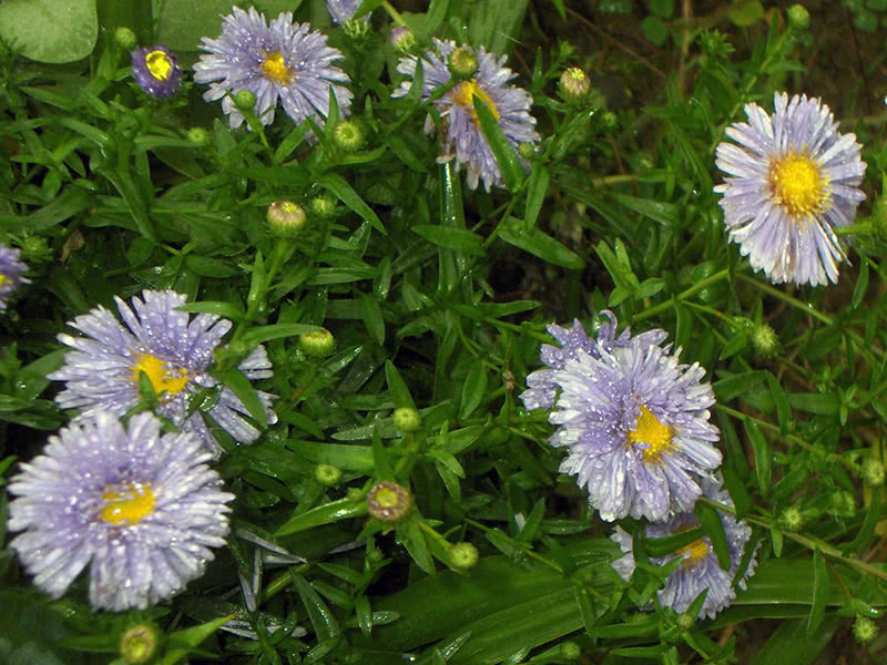 Астра новобельгийская (Aster novi-belgii)
