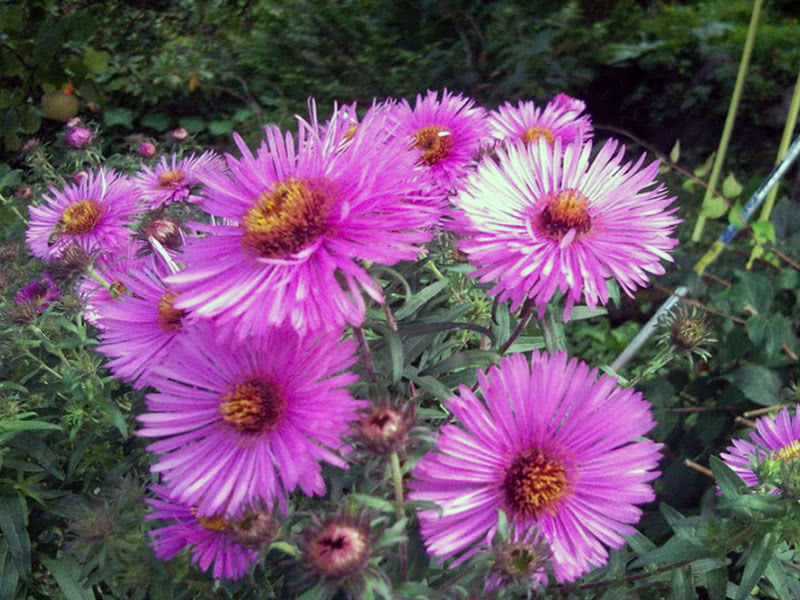 Астра новобельгийская (Aster novi-belgii)