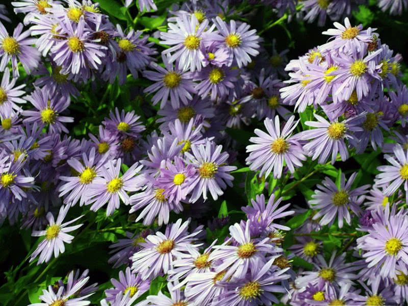 Астра новобельгийская (Aster novi-belgii)