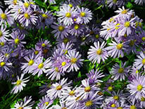 New York aster (Aster novi-belgii)