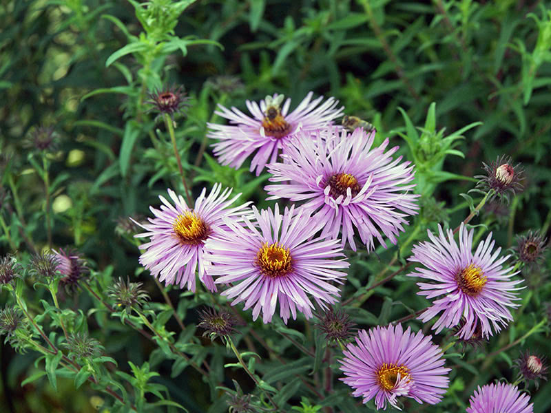 Астра новоанглийская (Aster novae-angliae)