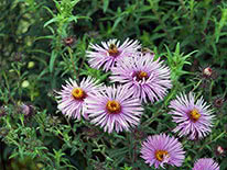 New England aster (Aster novae-angliae)