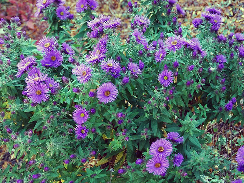 Астра новоанглийская (Aster novae-angliae)