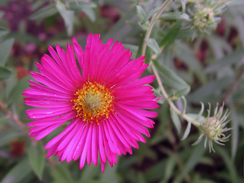 Астра новоанглийская (Aster novae-angliae)