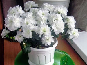 Комнатная Азалия