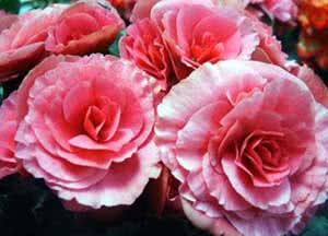 Бегонія / Begonia