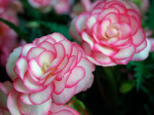 Бегония / Begonia