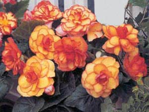 Клубневая бегония