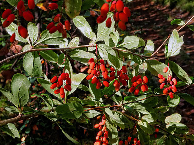 Барбарис обыкновенный / Berberis vulgaris