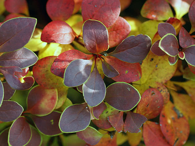 Барбарис Тунберга / Berberis thunbergii