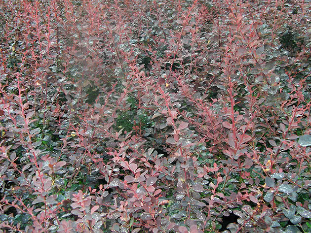 Барбарис оттавский / Berberis x ottawensis