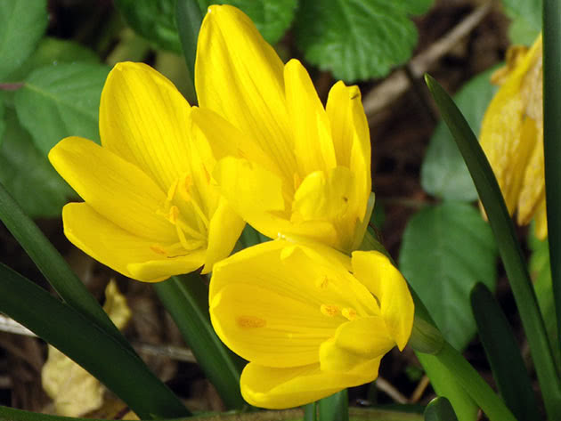 Безвременник желтый / Colchicum luteum