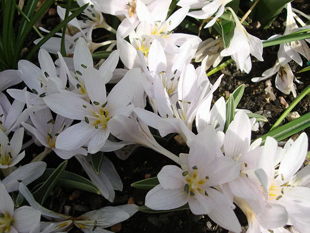 Безвременник венгерский / Colchicum hungaricum