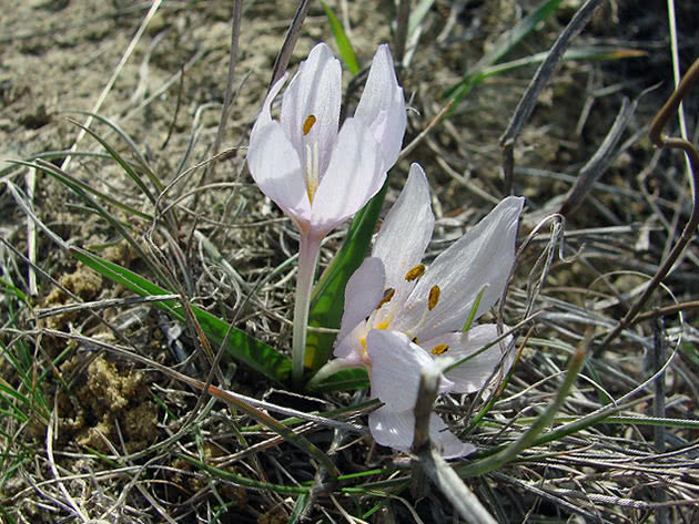 Безвременник анкарский, или трехлистный, или Биберштейна / Colchicum ancyrense = Colchicum biebersteimi = Colchicum triphyllum