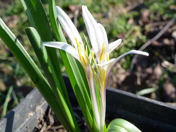 Безвременник Регеля, или Кессельринга / Colchicum regelii = Colchicum crociflorum = Colchicum kesselringii
