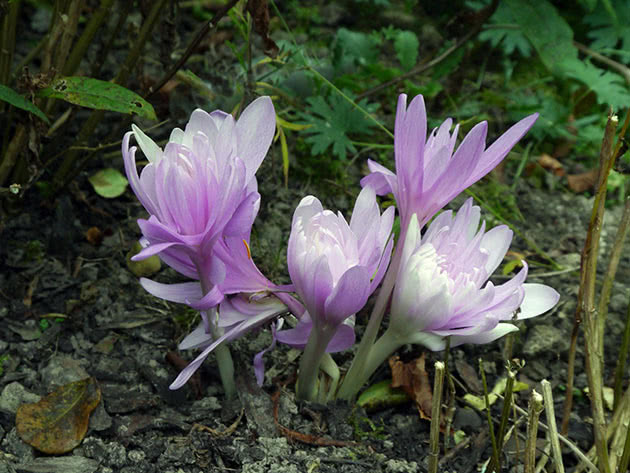 Безвременник осенний / Colchicum autumnale