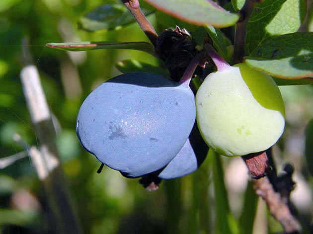 Ripe and green blueberries