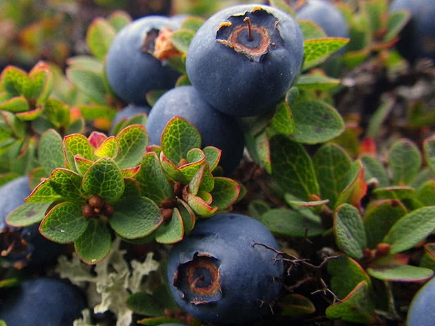 Blueberry plant