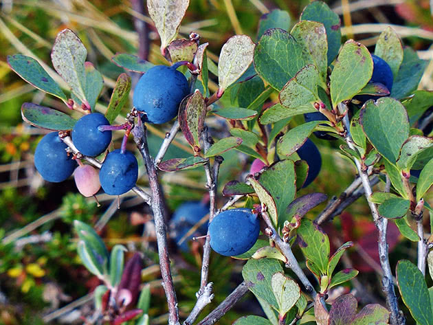 Garden blueberries