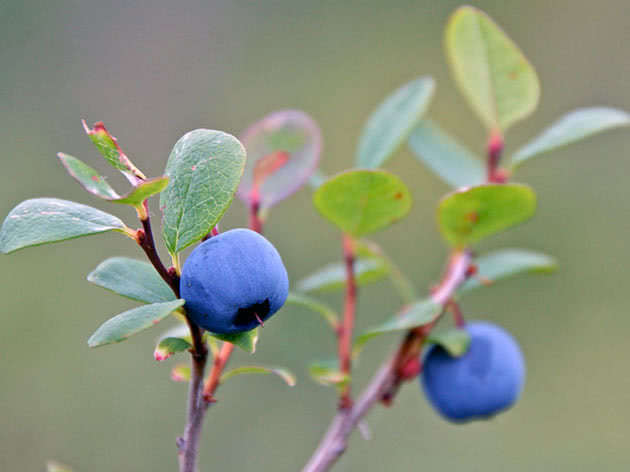 Blueberry berry on the bush