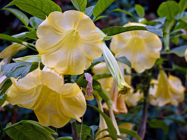 Бругмансия золотистая / Brugmansia aurea