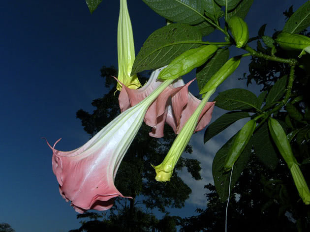 Бругмансия ароматная / Brugmansia suaveolens