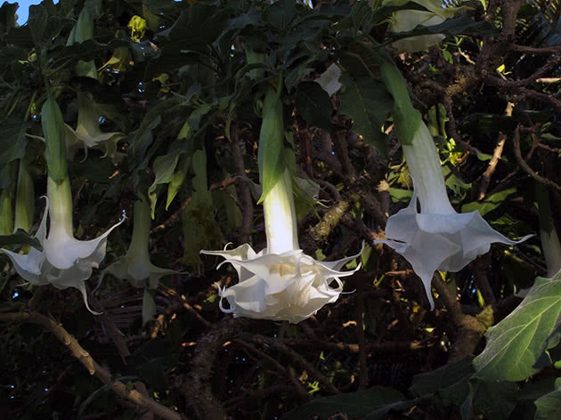 Бругмансия белоснежная / Brugmansia candida