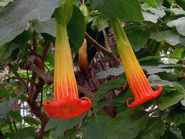 Бругмансия кровавая / Brugmansia sanguinea