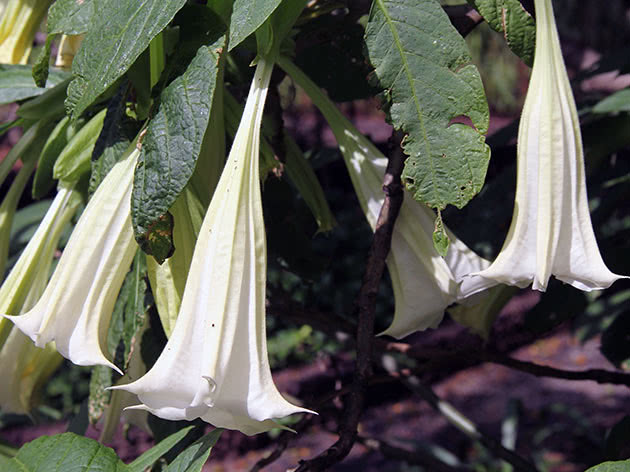 Бругмансия пестрая (разноцветная) / Brugmansia versicolor