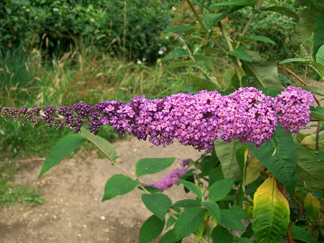 Кустарник будлея