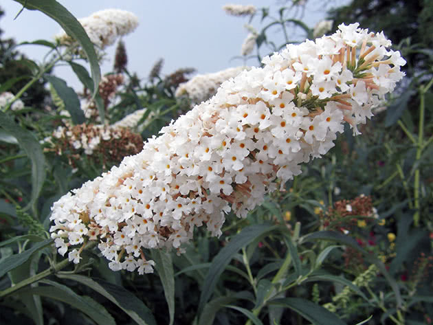 Будлея Давида / Buddleja davidii