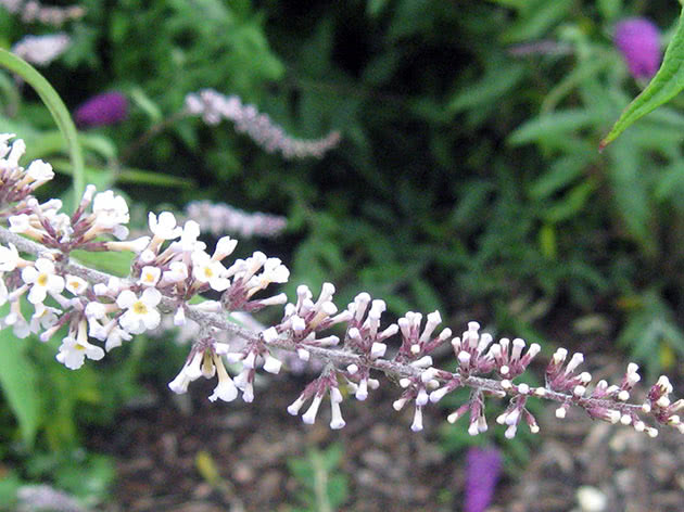 Будлея белоцветковая / Buddleja albiflora